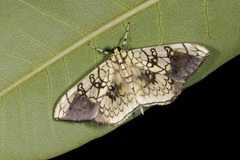 Pantographa scripturalis
