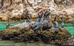 Pelecanus occidentalis
