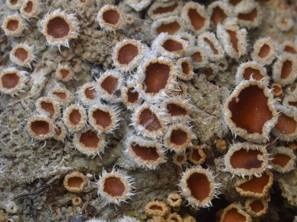 Psoroma paleaceum