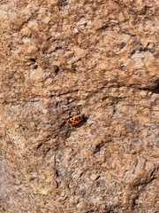 Pyrrhocoris apterus