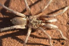 Ischnocolus valentinus