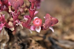 Euphorbia khandallensis