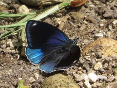 Catagramma hystaspes