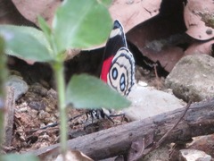 Catagramma hystaspes