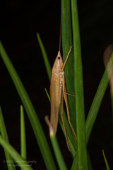 Euconocephalus nasutus