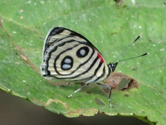 Catagramma hystaspes