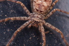 Heteropoda venatoria