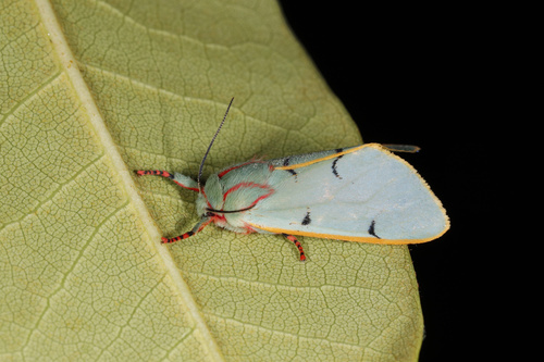 Chlorhoda amabilis