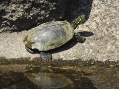 Trachemys scripta elegans