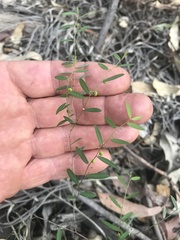 Phyllanthus virgatus