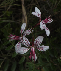 Dictamnus hispanicus