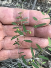 Phyllanthus virgatus