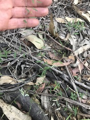 Phyllanthus virgatus