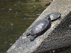 Trachemys scripta elegans