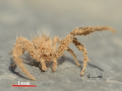 Araneae