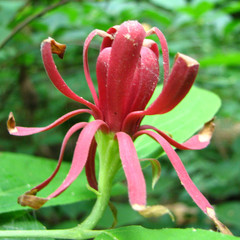 Calycanthus