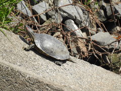 Trachemys scripta elegans