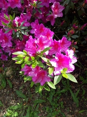Rhododendron