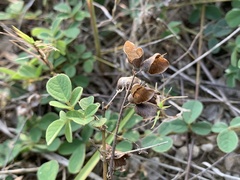 Pycnospora lutescens