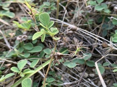 Pycnospora lutescens