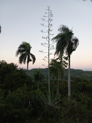 Roystonea borinquena