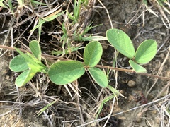 Pycnospora lutescens