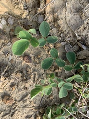 Pycnospora lutescens