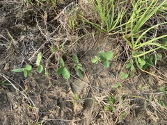 Pycnospora lutescens