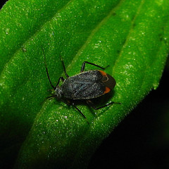 Polymerus venaticus