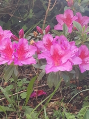 Rhododendron