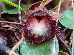 Corybas hispidus