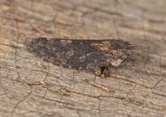 Stenocotis depressa