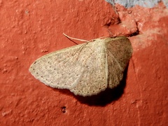 Cyclophora obstataria