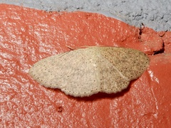 Cyclophora obstataria