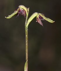 Genoplesium tasmanicum