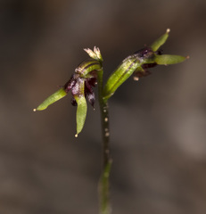 Genoplesium tasmanicum
