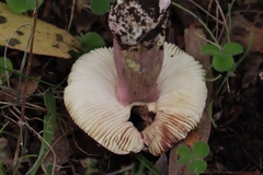Russula lenkunya