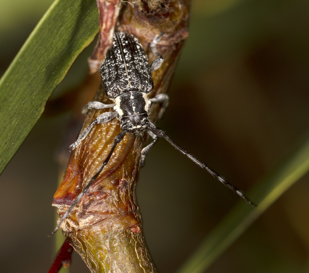 Ancita crocogaster from Sandford TAS 7020, Australia on April 7, 2022 ...