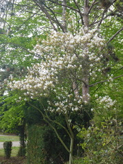 Amelanchier × lamarckii