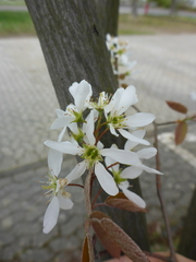 Amelanchier × lamarckii