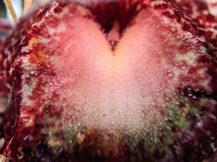 Corybas hispidus