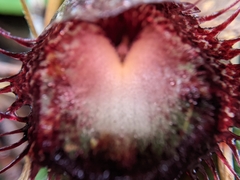 Corybas hispidus