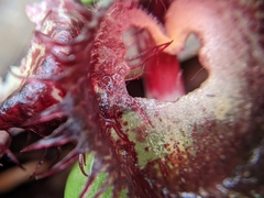 Corybas hispidus