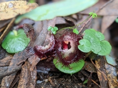 Corybas hispidus