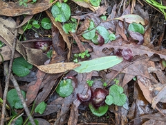 Corybas hispidus