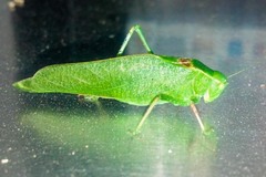 Microcentrum californicum