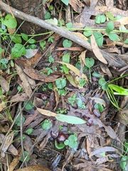 Corybas hispidus