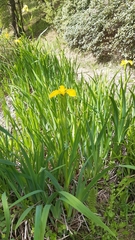 Iris pseudacorus