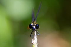 Rhinocypha pagenstecheri timorana