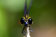 Rhinocypha pagenstecheri timorana
